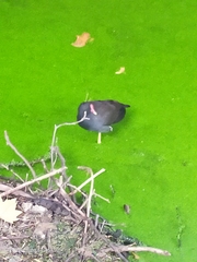 Gallinula chloropus
