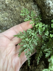 Asplenium montanum