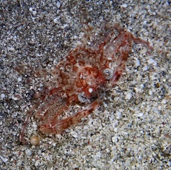Portunidae