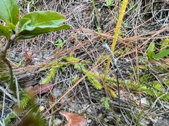 Lycopodiella