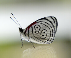 Diaethria