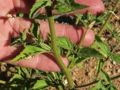 Jamesbrittenia racemosa