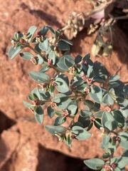 Euphorbia fendleri