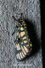 Aglaomorpha plagiata