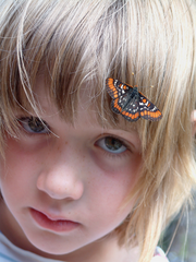 Euphydryas gillettii