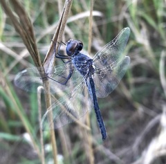 Selysiothemis nigra