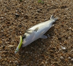 Dicentrarchus labrax