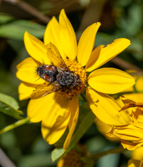 Paradejeania rutilioides