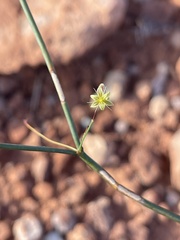 Eriogonum inflatum