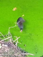 Gallinula chloropus