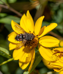 Paradejeania rutilioides