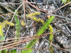 Lycopodiella