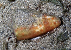 Conus tessulatus