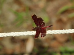 Neurothemis taiwanensis