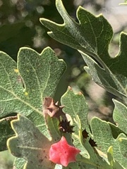 Cynips douglasii