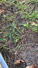 Stenotaphrum secundatum