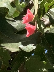 Cynips douglasii