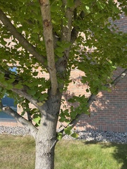 Ginkgo