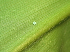 Jamides alecto dromicus