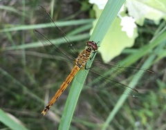 Sympetrum depressiusculum