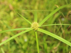 Cyperus aromaticus