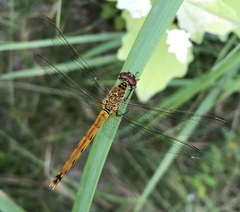 Sympetrum depressiusculum
