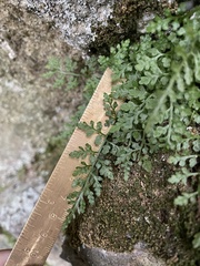 Asplenium montanum