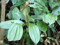 Disporum kawakamii