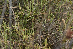 Hyles livornica