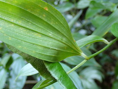 Disporum kawakamii