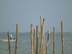 Tachycineta albiventer