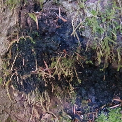 Kretzschmaria deusta