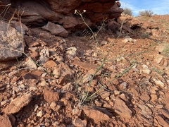 Eriogonum inflatum