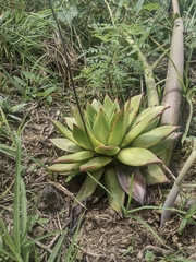 Echeveria