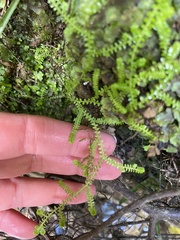 Selaginella apoda