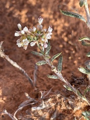 Eriogonum microtheca