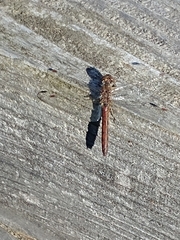 Sympetrum vulgatum