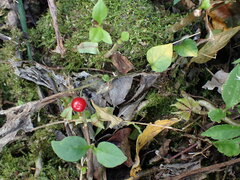 Lycianthes lysimachioides