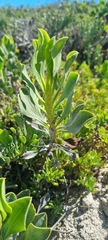 Limonium peregrinum