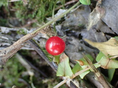 Lycianthes lysimachioides