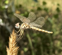 Selysiothemis nigra