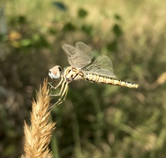 Selysiothemis nigra