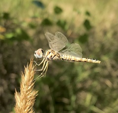 Selysiothemis nigra