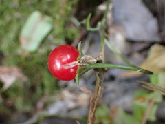 Lycianthes lysimachioides