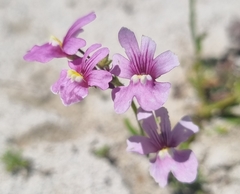 Nemesia bicornis