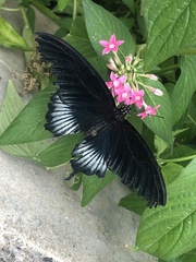 Papilio rumanzovia