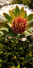 Leucospermum oleifolium