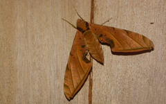 Protambulyx strigilis