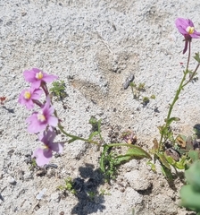 Nemesia bicornis