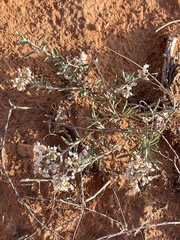 Eriogonum microtheca